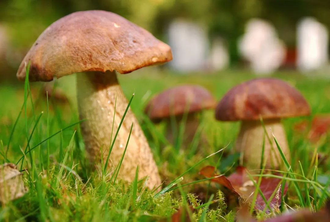 适合农村的赚钱方式!怎么把土特产卖出高价?