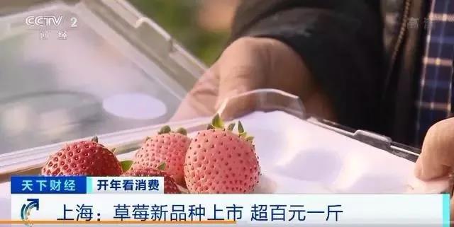 每斤高达100-150元,这个冷门生意销售火爆,一年收入上百万!