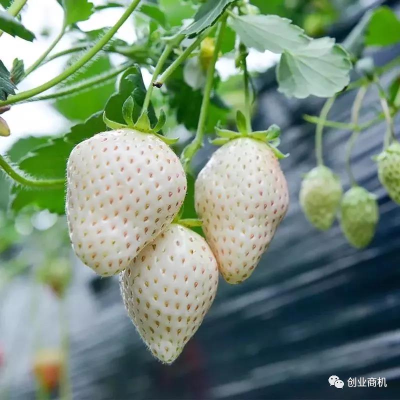 每斤高达100-150元,这个冷门生意销售火爆,一年收入上百万!