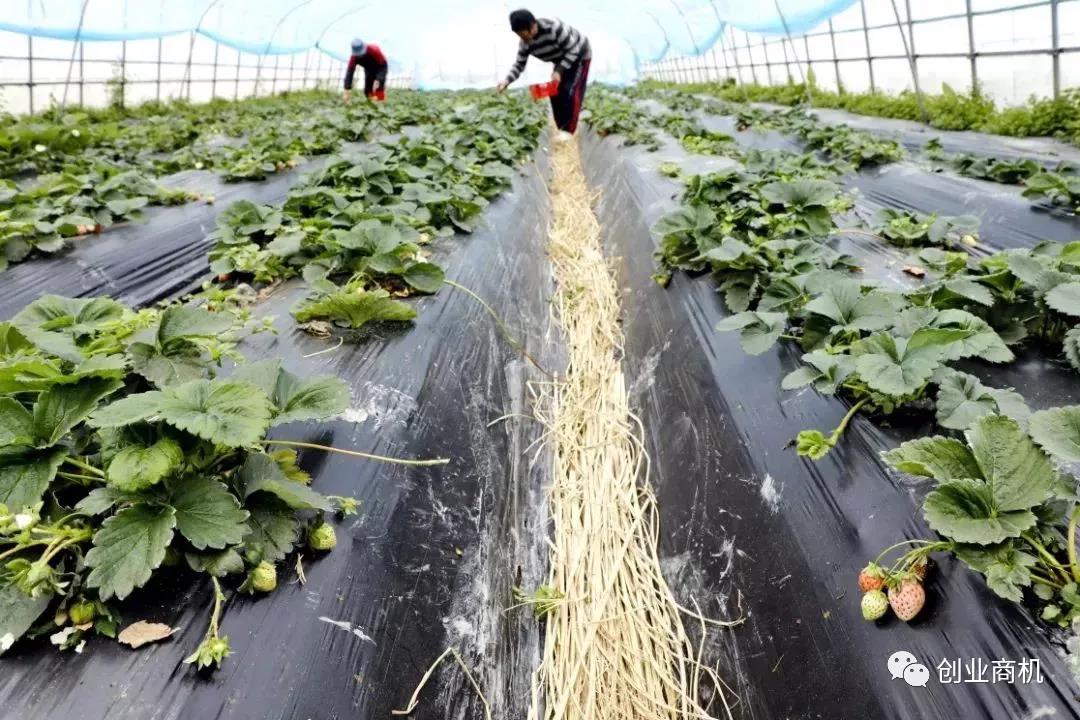 每斤高达100-150元,这个冷门生意销售火爆,一年收入上百万!