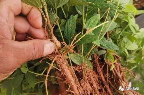 9块钱一斤,市场需求量大,种植难度低,一亩可以赚12000块
