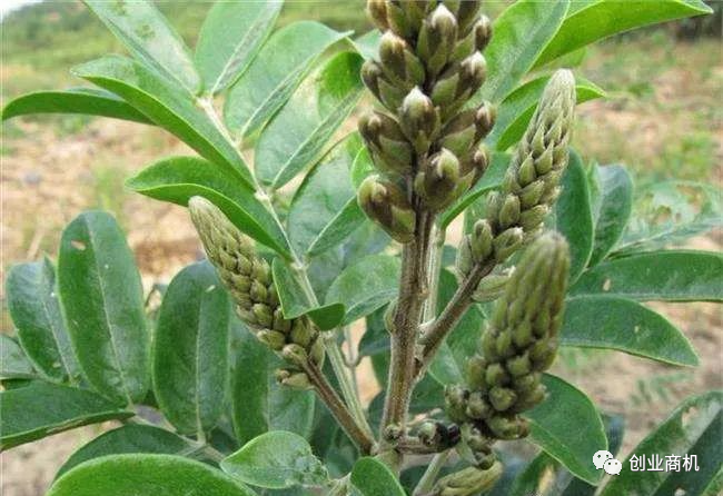9块钱一斤,市场需求量大,种植难度低,一亩可以赚12000块