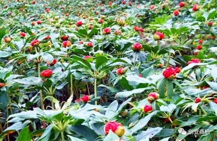 农村这草1斤能卖600元,它的籽1斤卖1200元,农民想发财致富就种它!