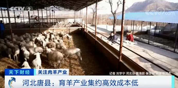 卖一只,挣300元!这类养殖户笑了