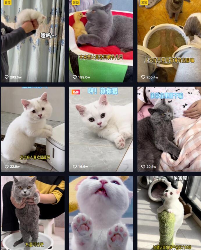 副业拍猫视频一公一母,日赚上万,人人可操作
