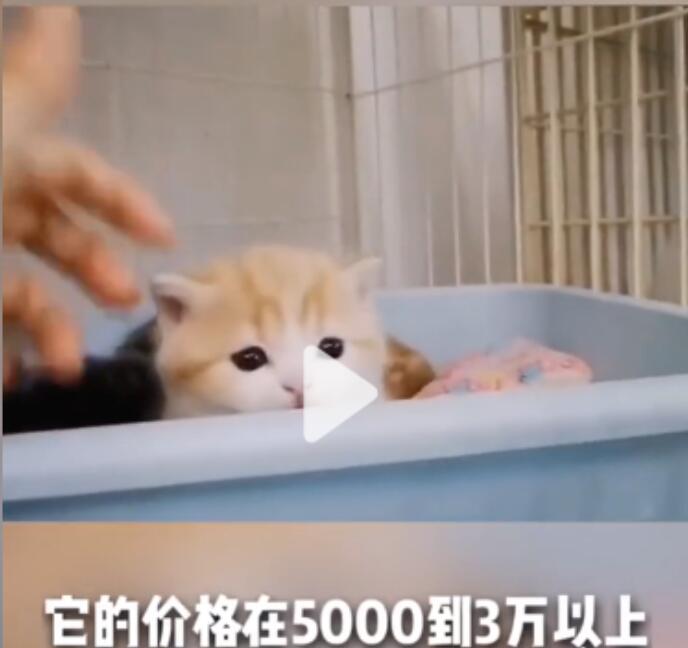 副业拍猫视频一公一母,日赚上万,人人可操作