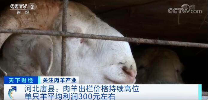 卖一只,挣300元!这类养殖户笑了