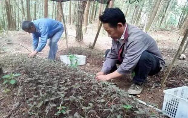 农村种植：6分地可以净赚9万元的特色种植，你敢种吗？