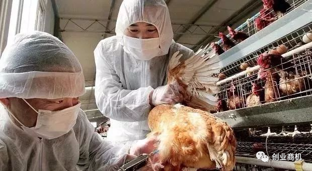 现在农村普遍都在养殖这个,好养利润高,发家致富有用