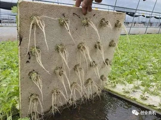 一年收7茬,亩产达12万,当年回本!农民发明的这项技术已获国家专利!
