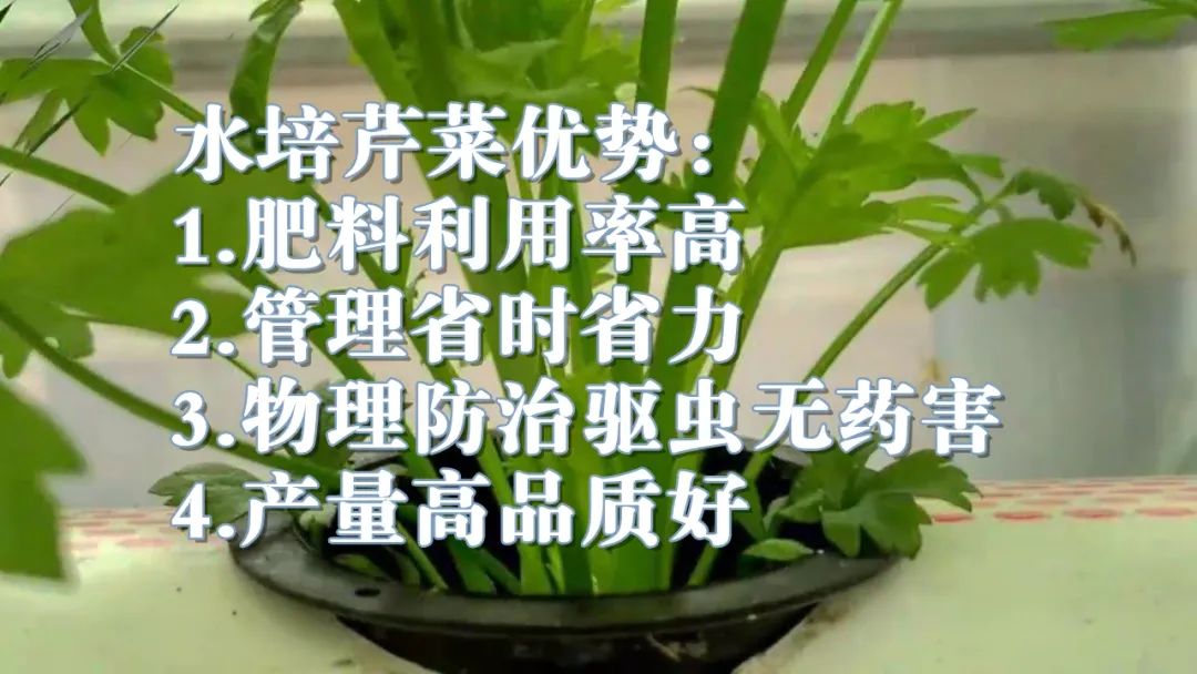一年收7茬,亩产达12万,当年回本!农民发明的这项技术已获国家专利!