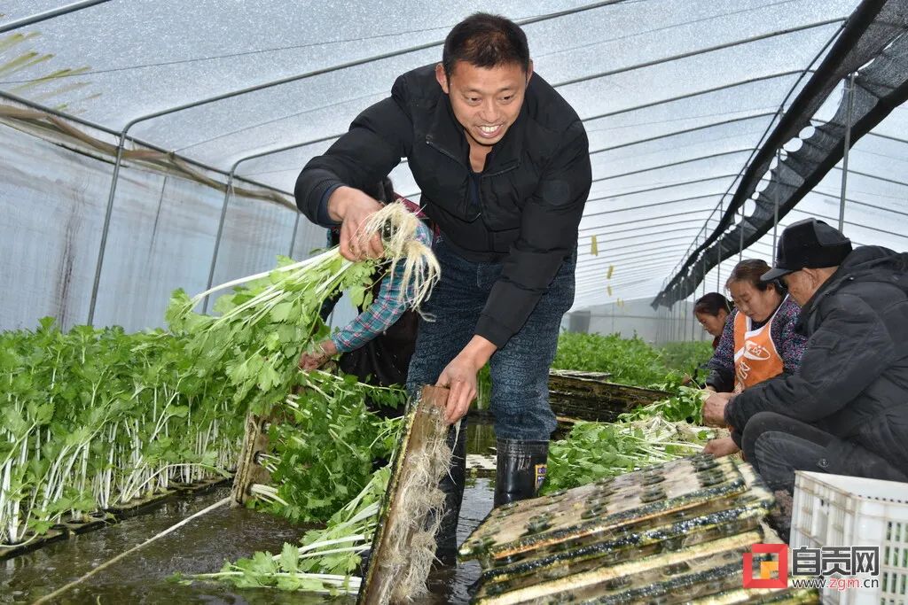一年收7茬,亩产达12万,当年回本!农民发明的这项技术已获国家专利!
