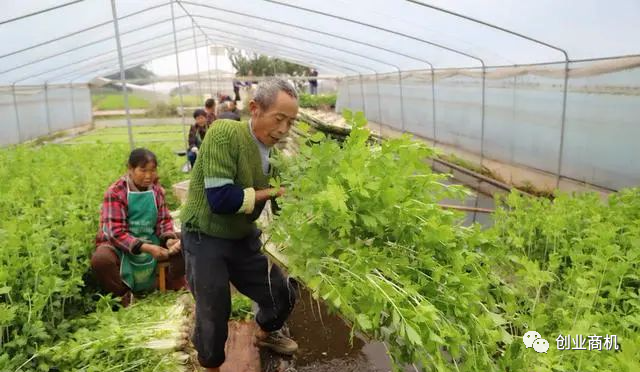 一年收7茬,亩产达12万,当年回本!农民发明的这项技术已获国家专利!