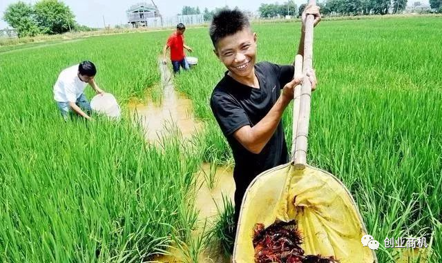 现在回农村创业,这几个项目可以考虑一下。