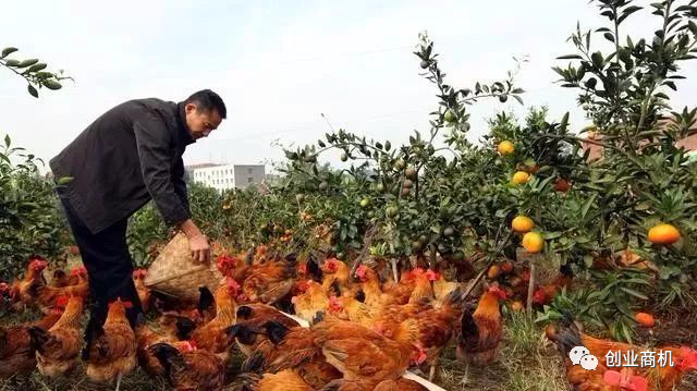 现在回农村创业,这几个项目可以考虑一下。