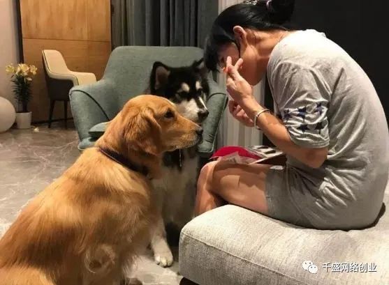 2.jpg 闷声发财:同城宠物号项目