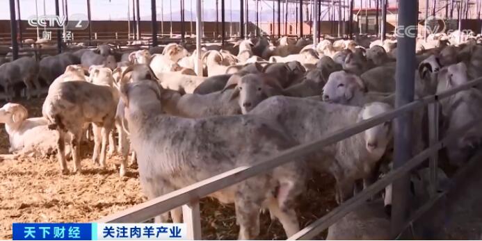 卖一只,挣300元!这类养殖户笑了