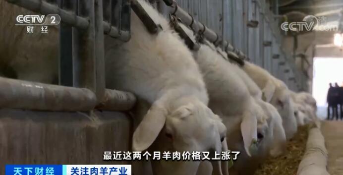 卖一只,挣300元!这类养殖户笑了