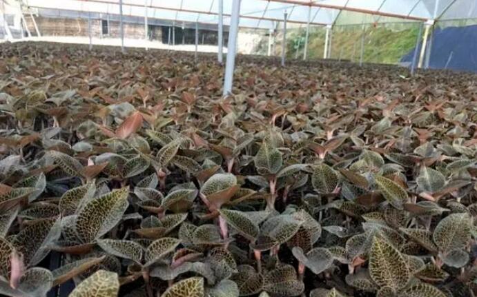 农村种植：6分地可以净赚9万元的特色种植，你敢种吗？