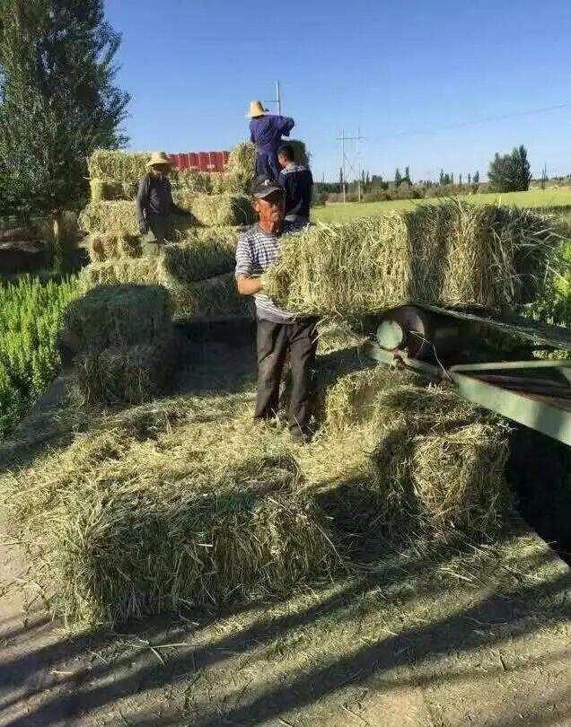 河南大叔干农村冷门生意,一吨最高能卖3000元,一年轻轻松松赚几十万