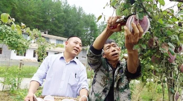 农村冷门种植项目创业,一亩地大约赚100000块钱!