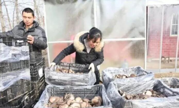 农村闷声发大财暴利生意,夫妻俩干一年,收入高达30万!
