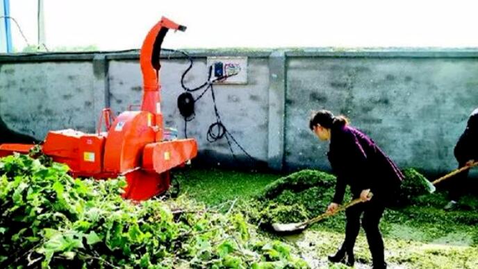 农民种树年赚50万
