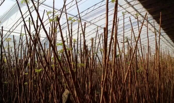 279元/公斤!3个月就能赚18万的“网红”春菜,为啥种植户很少种?