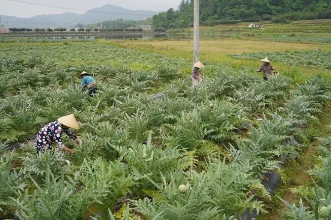 种植这种作物亩赚过万,当年就有收益!