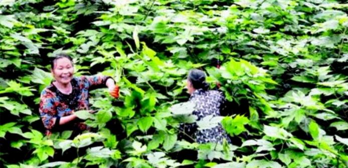 农民种树年赚50万
