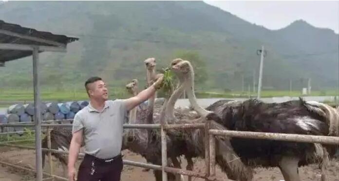 农村最近兴起养殖,种1亩牧草能养40只,年盈利20万!