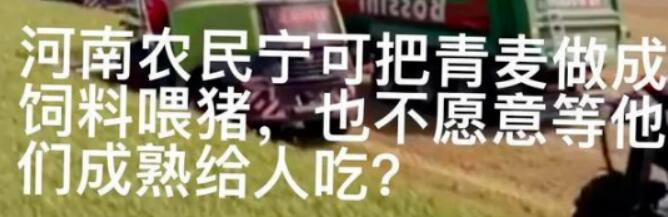 1500元一亩就把没熟的麦子给割了,背后控制者原来是他......