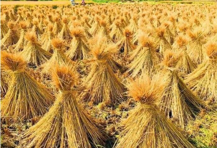 变废为宝?夫妻收购加工冷门生意,1个月挣20000多元,农民也赚钱!
