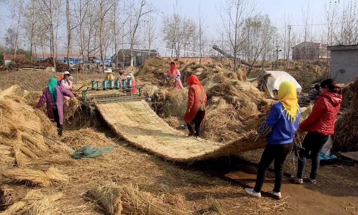 变废为宝?夫妻收购加工冷门生意,1个月挣20000多元,农民也赚钱!