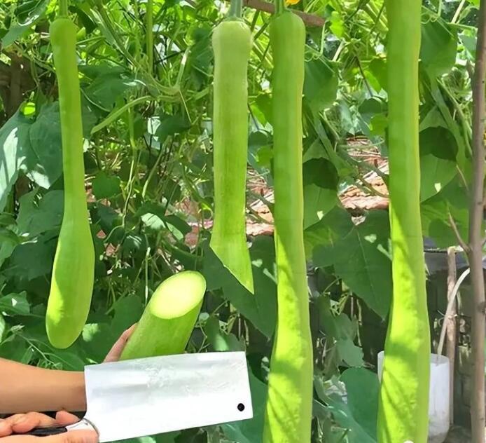 外出打工不赚钱,农村这4种种植,挣钱快,又多!