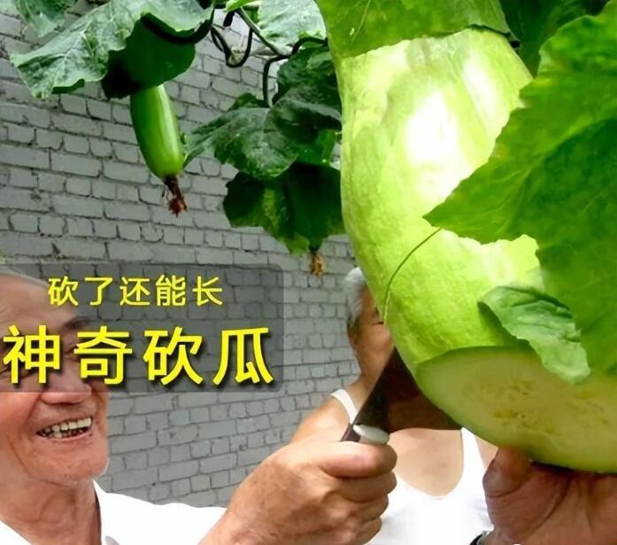 外出打工不赚钱,农村这4种种植,挣钱快,又多!