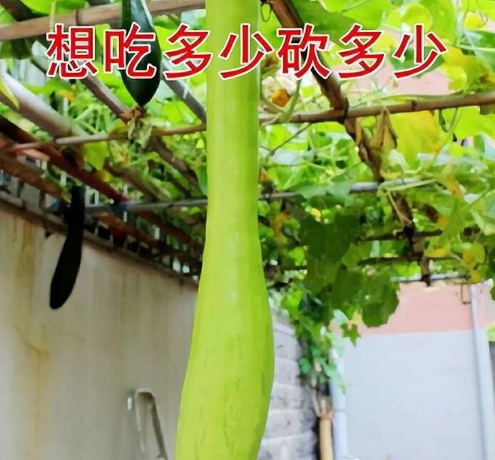外出打工不赚钱,农村这4种种植,挣钱快,又多!