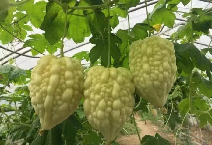 外出打工不赚钱,农村这4种种植,挣钱快,又多!