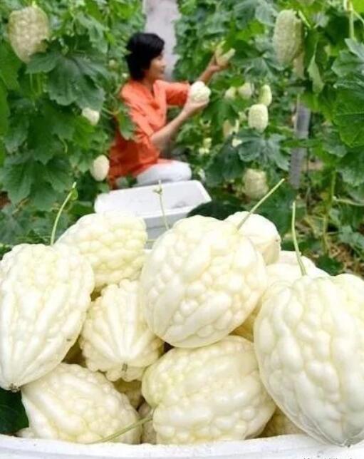 外出打工不赚钱,农村这4种种植,挣钱快,又多!
