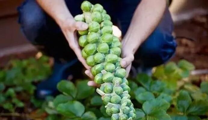 外出打工不赚钱,农村这4种种植,挣钱快,又多!