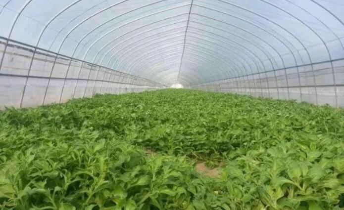 外出打工不赚钱,农村这4种种植,挣钱快,又多!