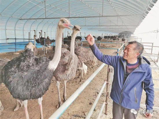 农村创业好项目,一亩地养40只,一只利润3000左右
