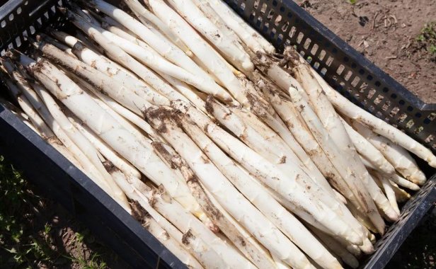 种一次收3年,亩产4000斤,最高达30元一斤!