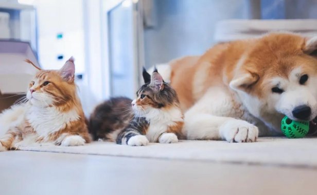 春节期间50-100元/天,订单爆满!这钱真好赚!