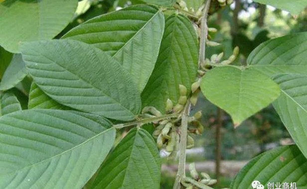 9块钱一斤，市场需求量大，种植难度低，一亩可以赚12000块