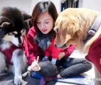 ​闷声发财：​同城宠物号项目