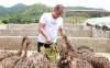 农村最近兴起养殖，种1亩牧草能养40只，年盈利20万！